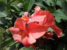 Samsung Galaxy S II camera review 